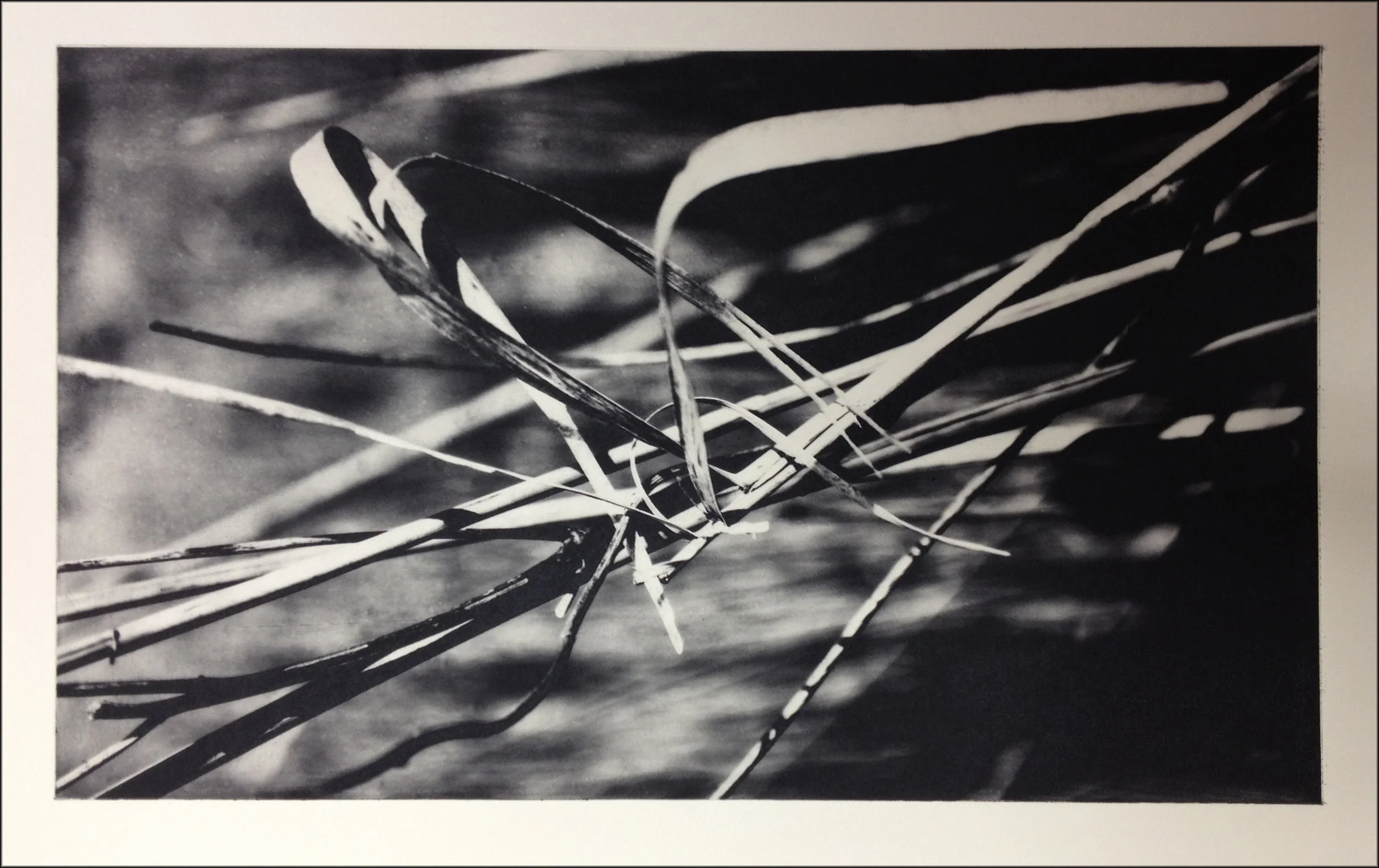 13. Reeds i photopolymer 27x 45 cm .jpg