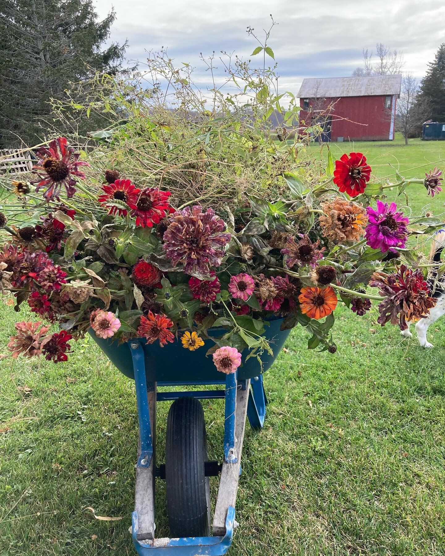 #zinnias #november