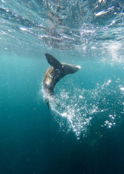 Seal Swim (Left) and PurePods (right)