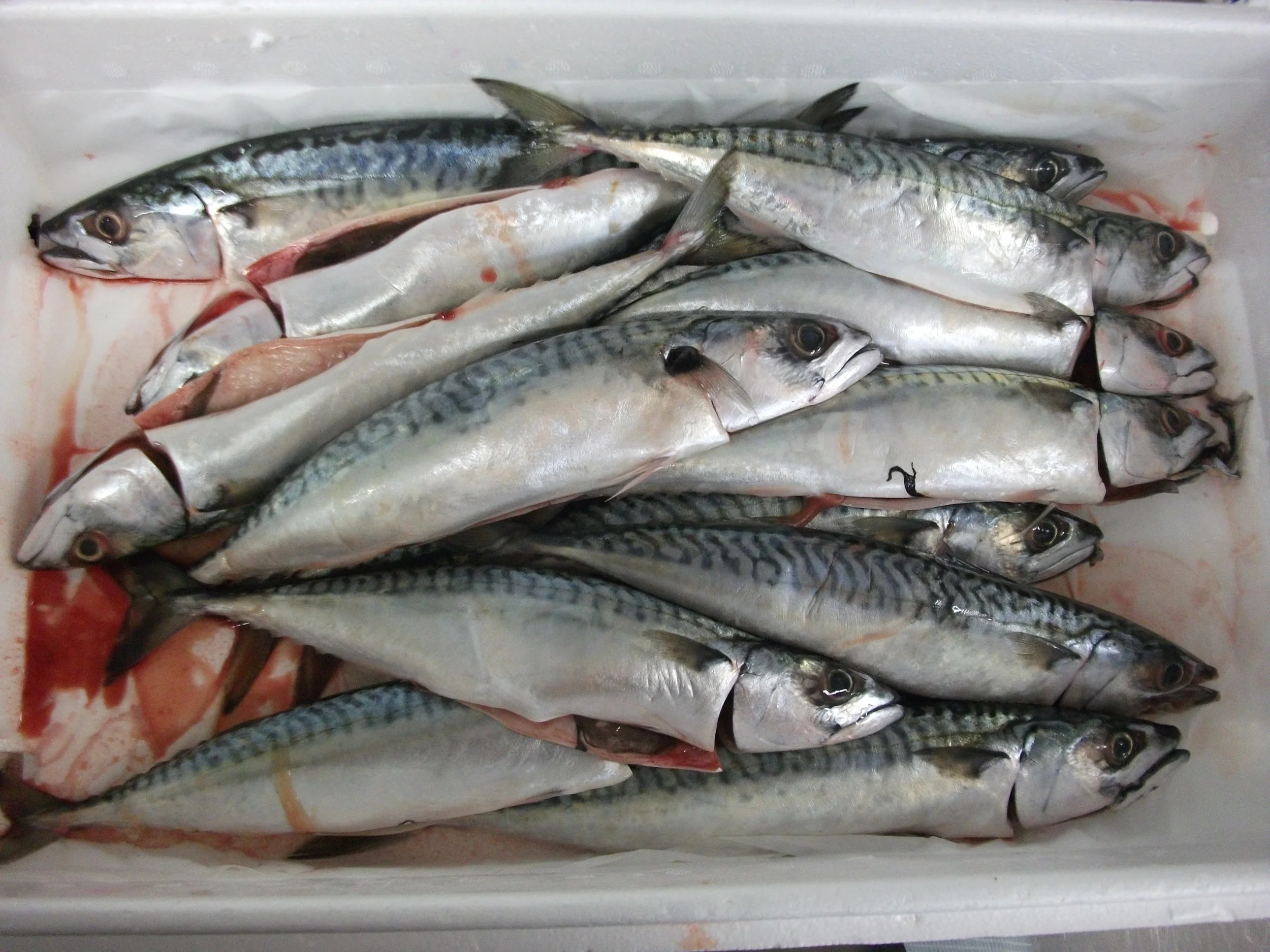 Fish Tales - fully booked 