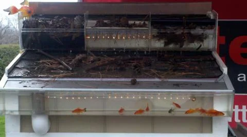 Close-up-of-Gold-fish-in-clear-gutter.jpg