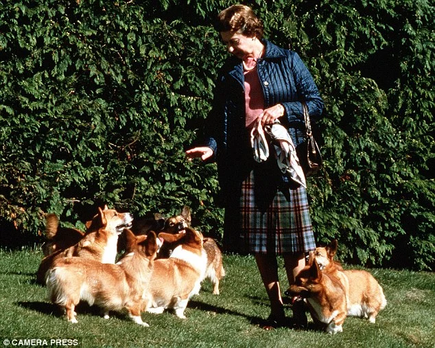 Thanks to the Ulitmate Corgi for this photo of Queen Elizabeth and her pack of Pembroke Welsh Corgis.