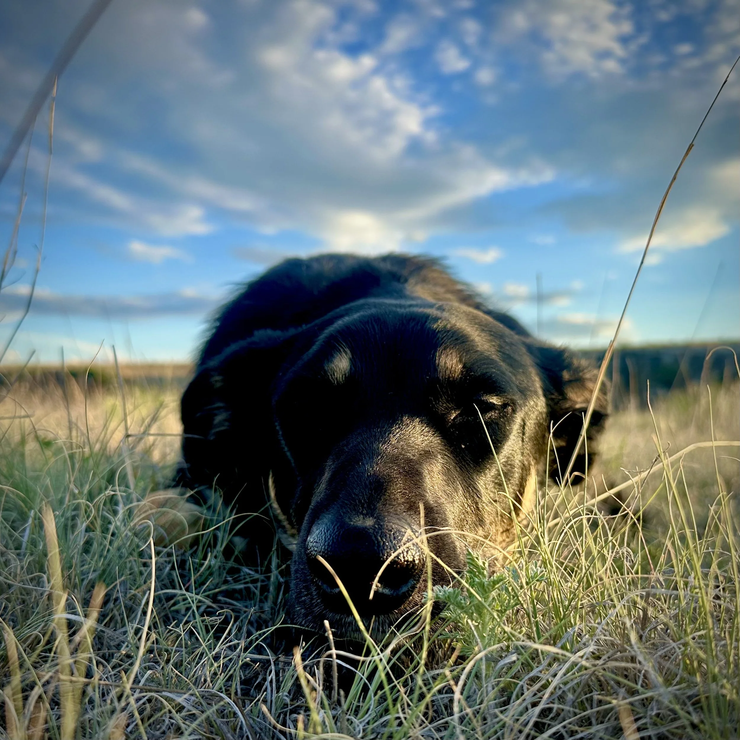 IMG_3819.jpeg