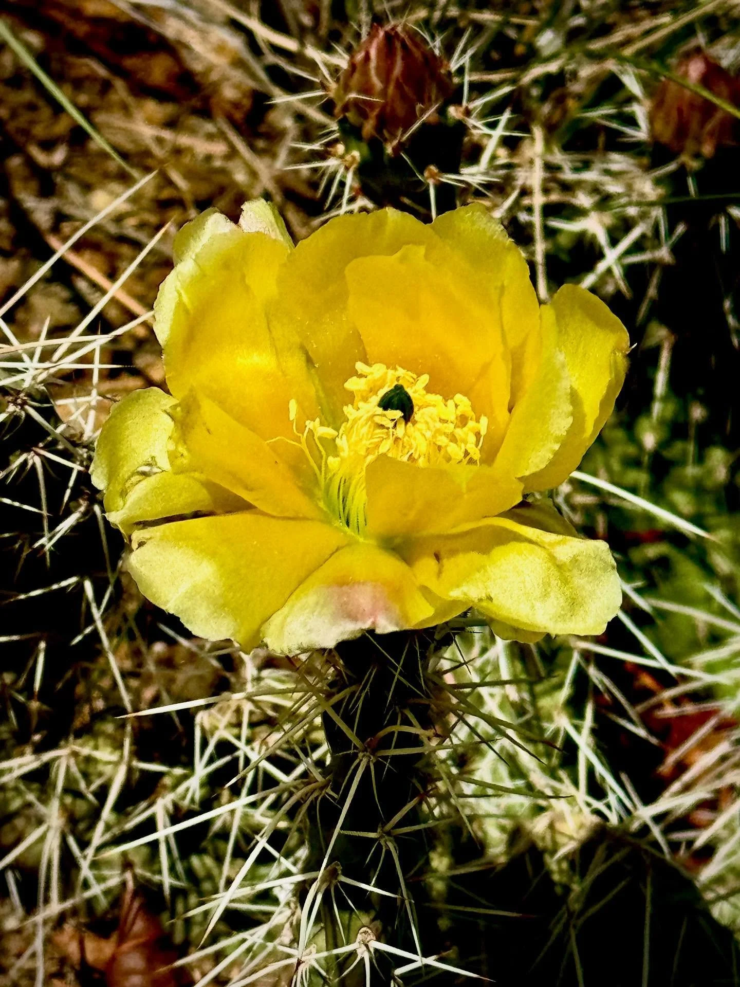 Cactus flower is the perfect metaphor for me - protecting my peace.