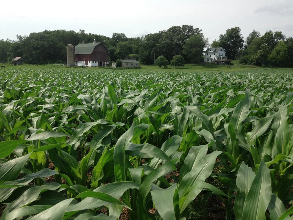 In a corn field, on the other side of the world