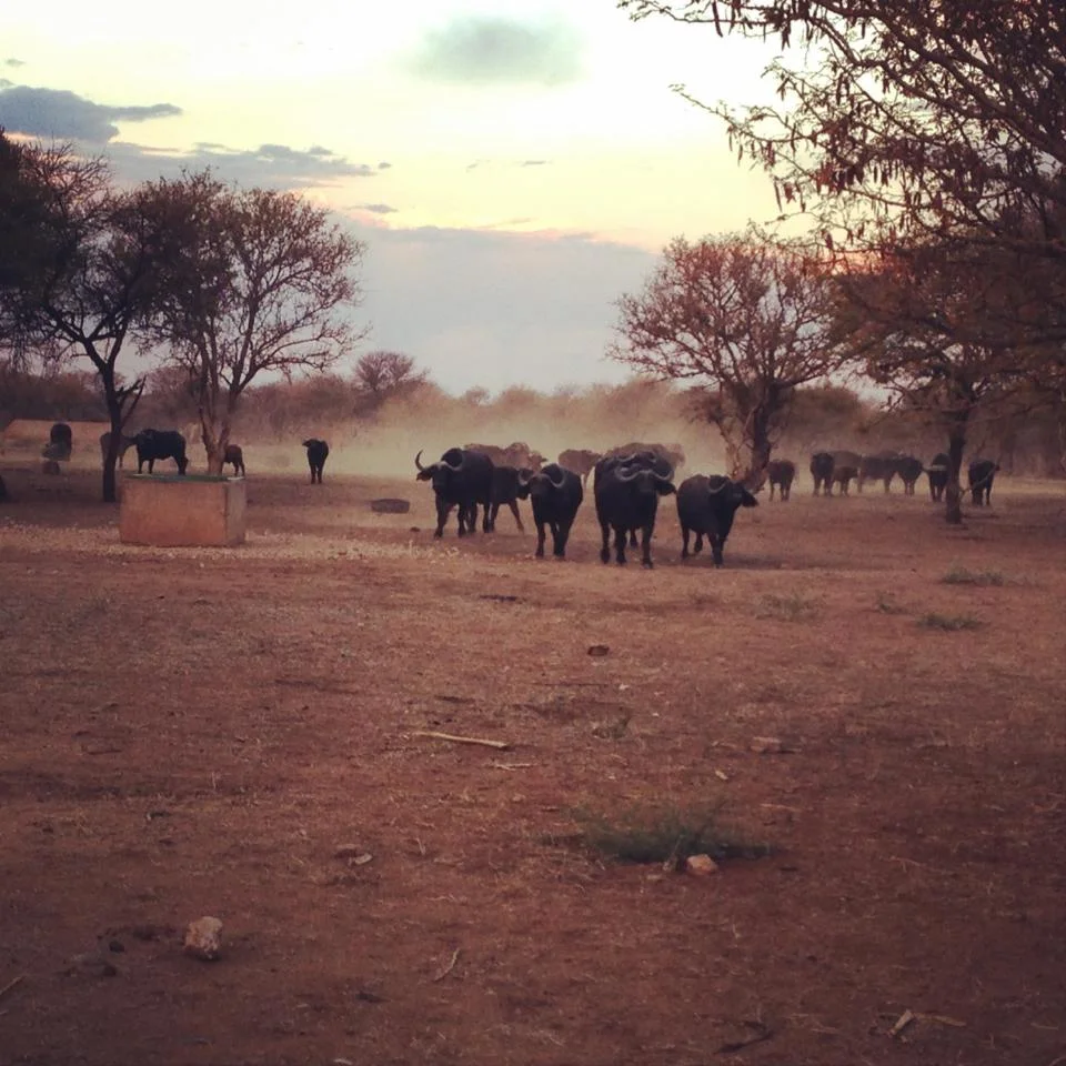 Last light in the bushveld. Buffaloes walking the dusty bush streets.