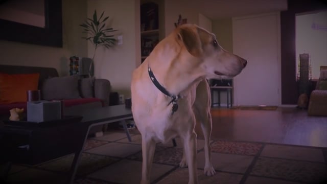 DOG TV - DIGITAL