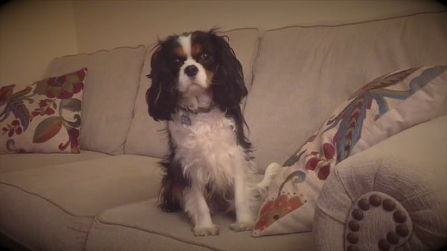 DOG TV - DIGITAL
