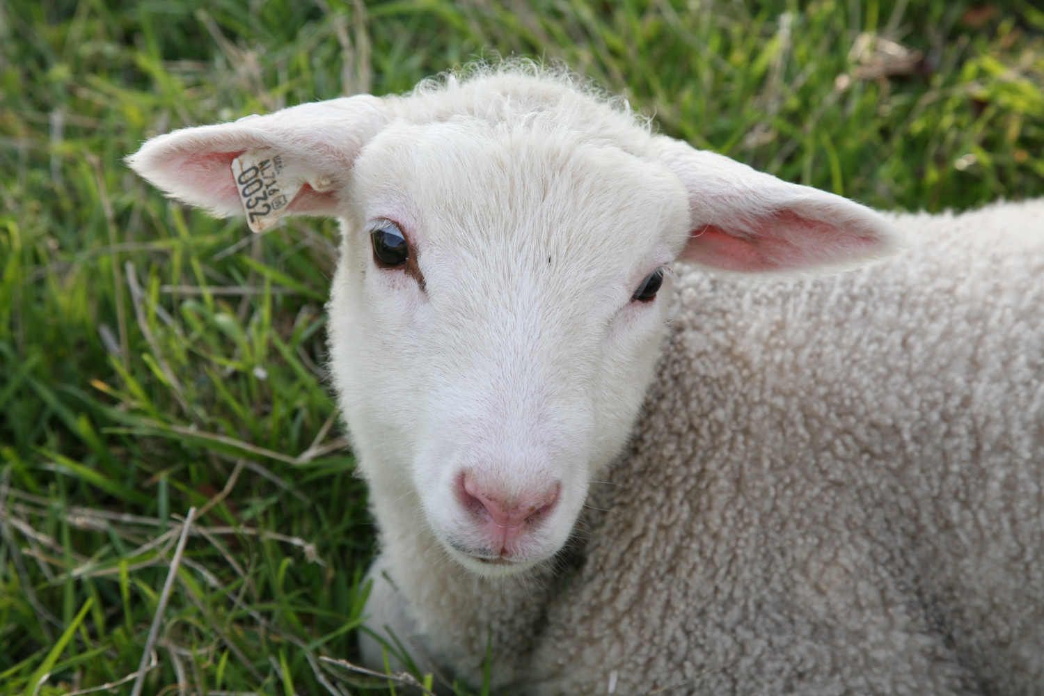 DSD-Lamb-Cuteness.png