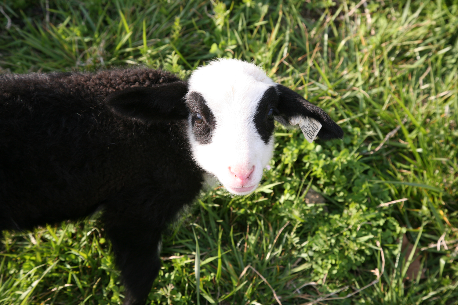 DSD-Lamb-Cuteness-2.png