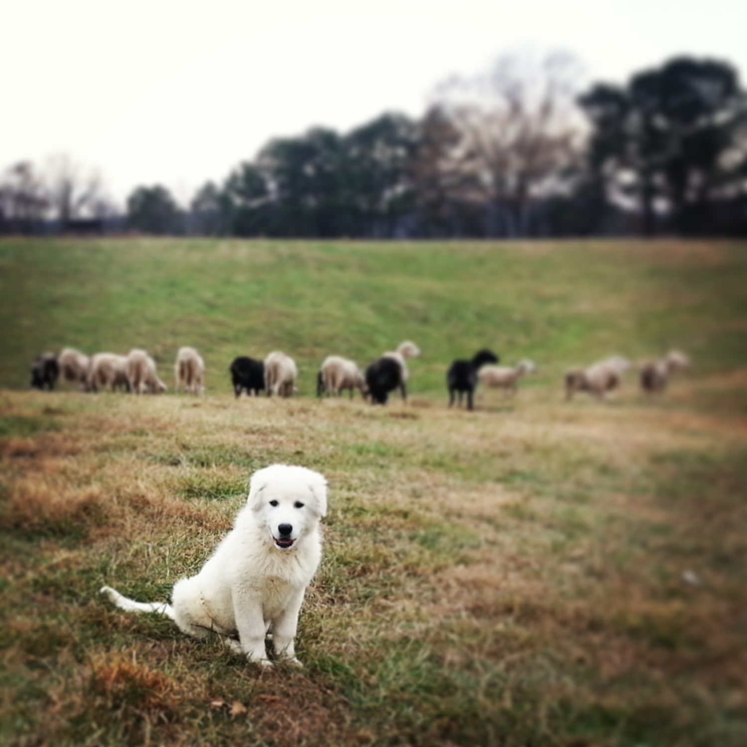 DSD-Peccorino-The-Dog.png