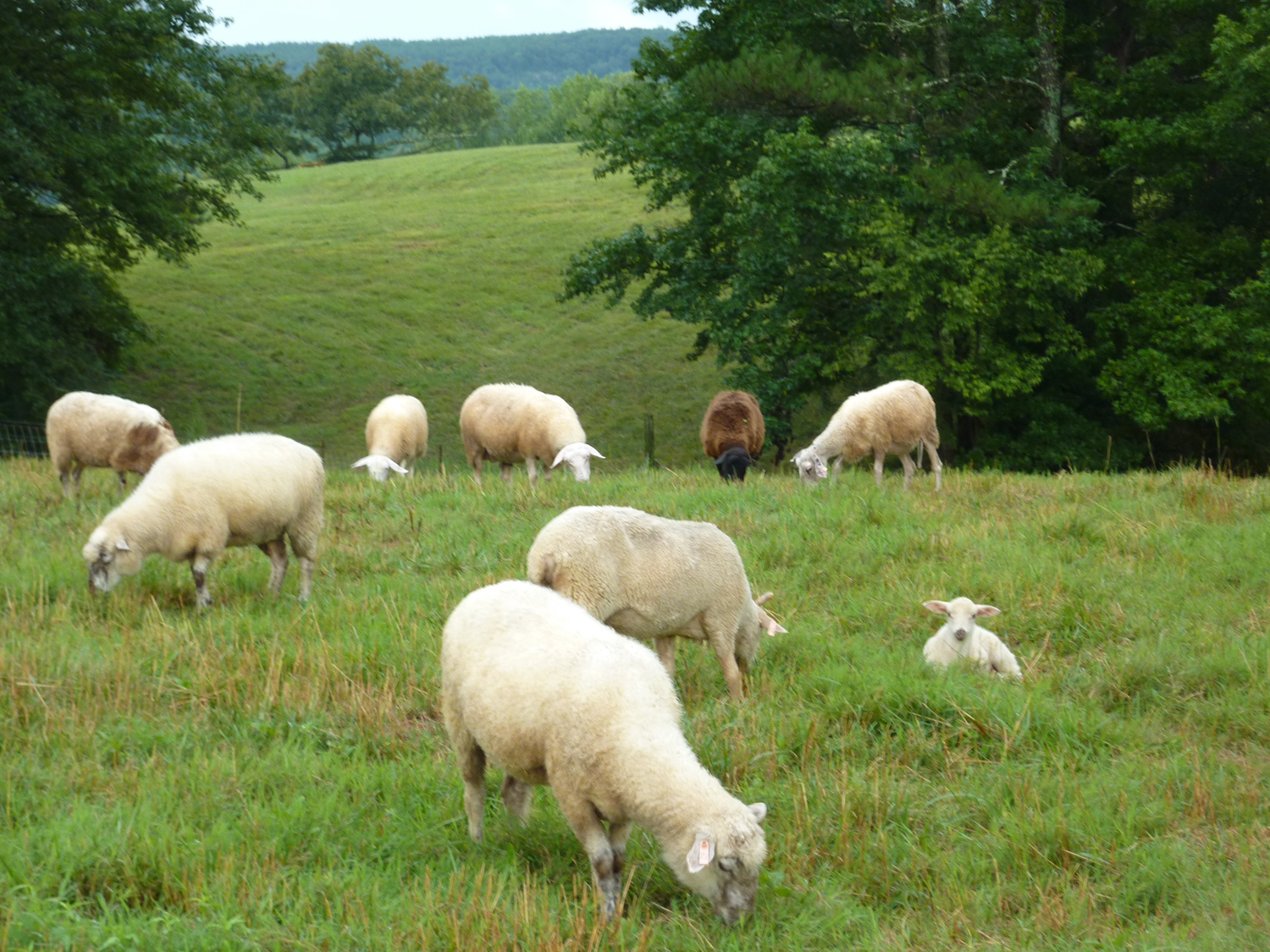 DSD-Sheep-In-The-Field.png