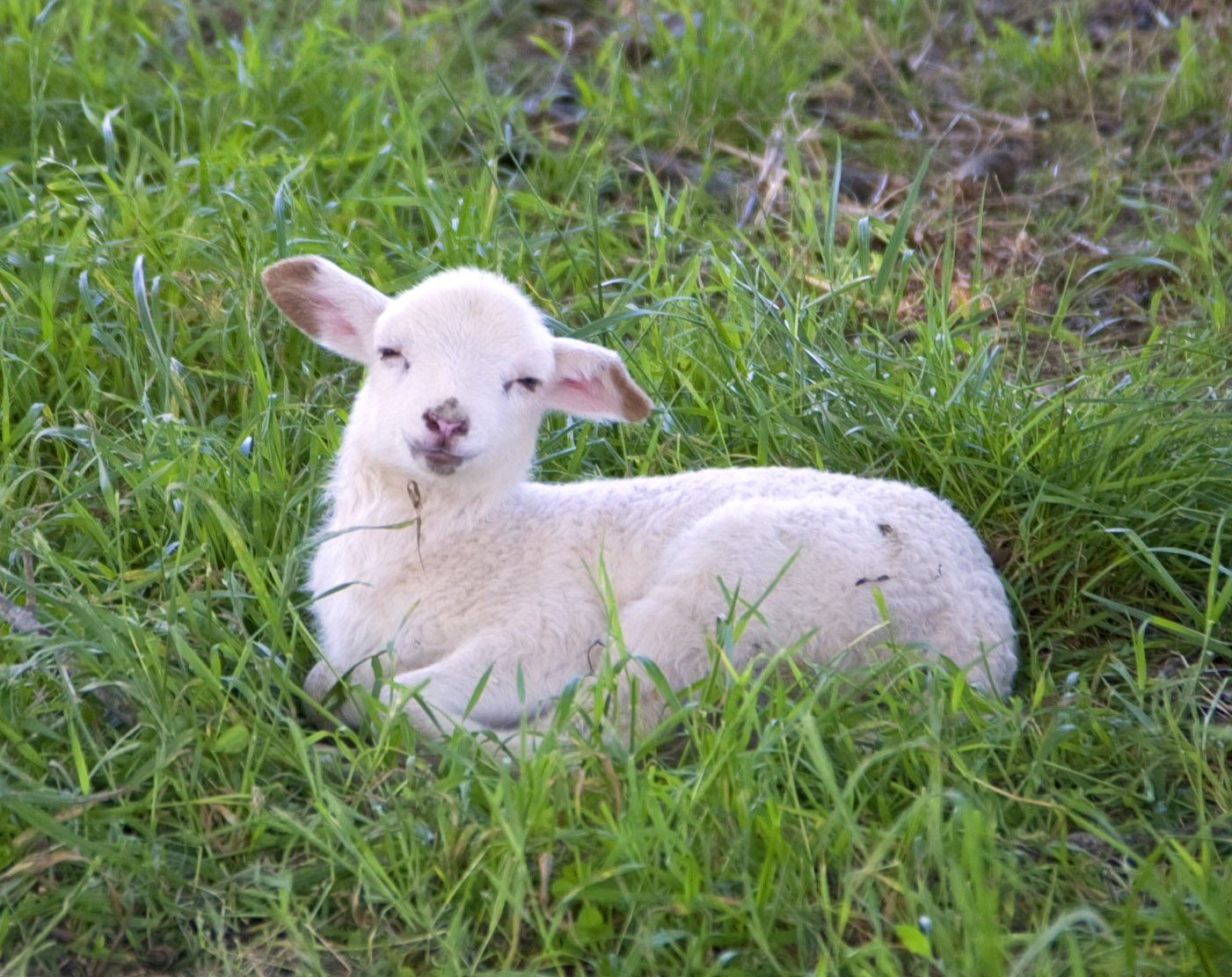 DSD-Smiling-Lamb.png