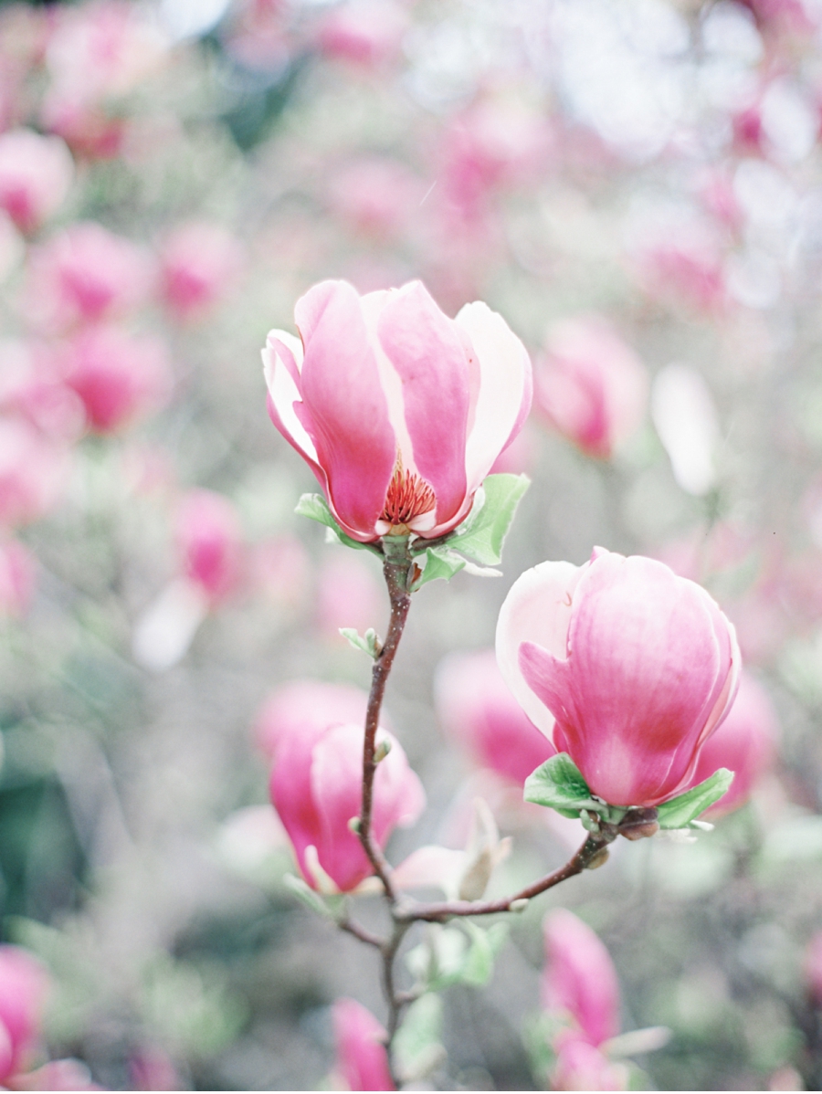 Japanese-Magnolia-Vancouver-Spring