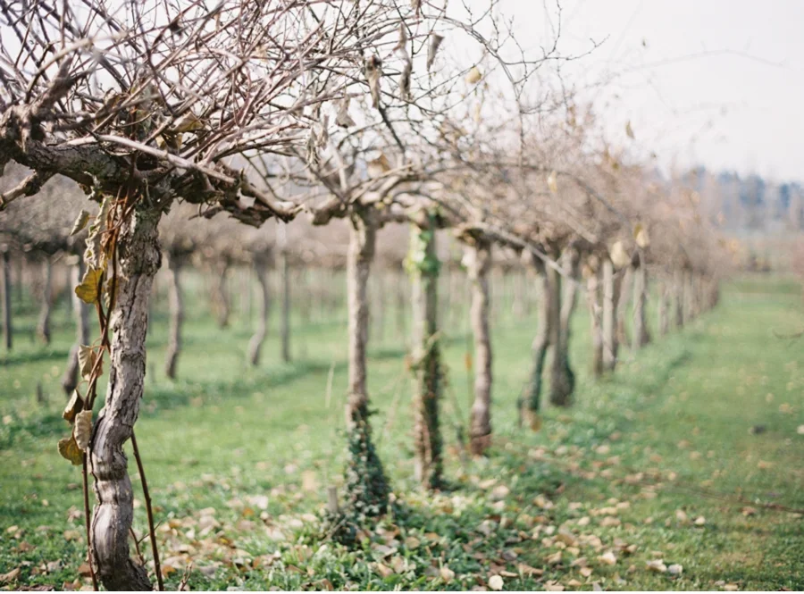 Fall-Vineyard-Wedding-Ideas