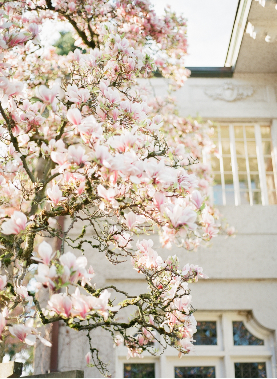 Magnolia-Blossoms-at-Hycroft-Manor