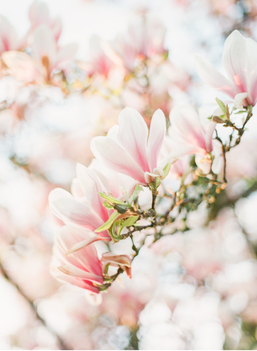 Vancouver-Magnolias-in-Spring