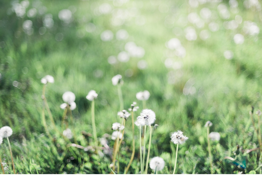 Field-of-Wildflowers