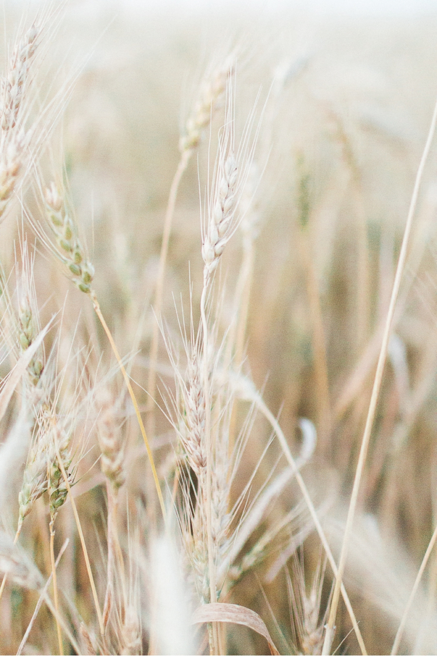 Wheat-field-harvest-Manitoba