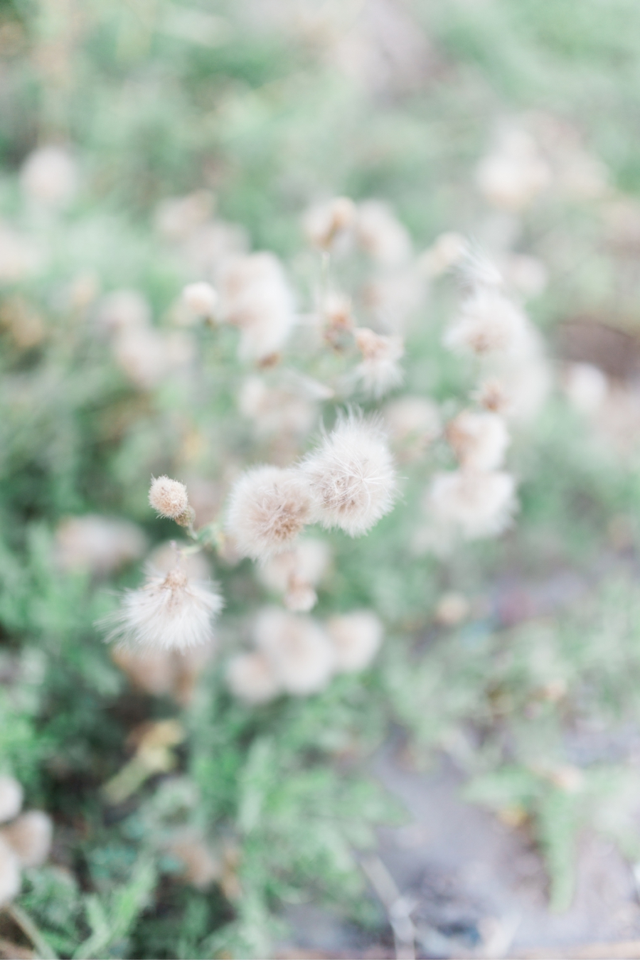 Ontario-Wedding-Photographer