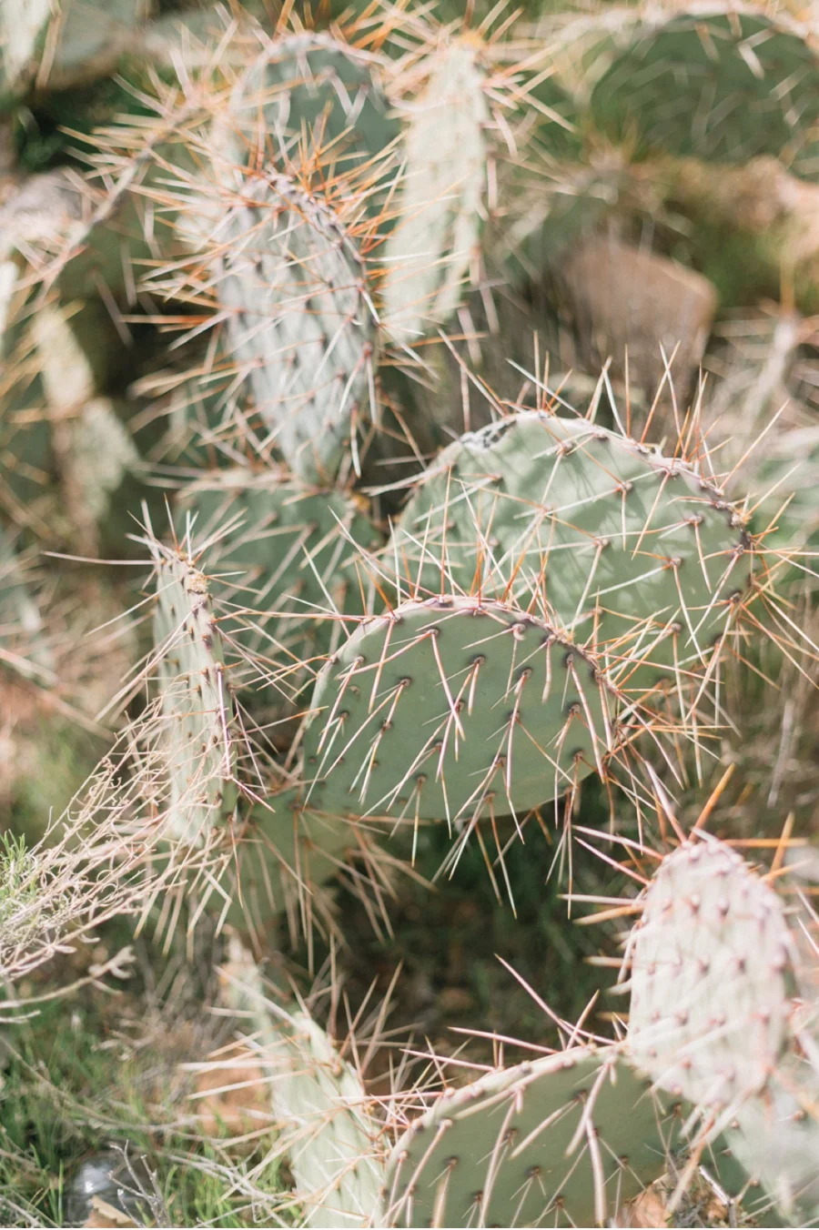 desert-wedding-inspiration
