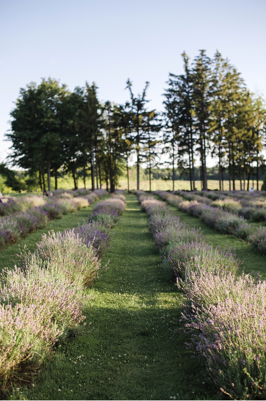 Lavender-Farm-Wedding-Venue
