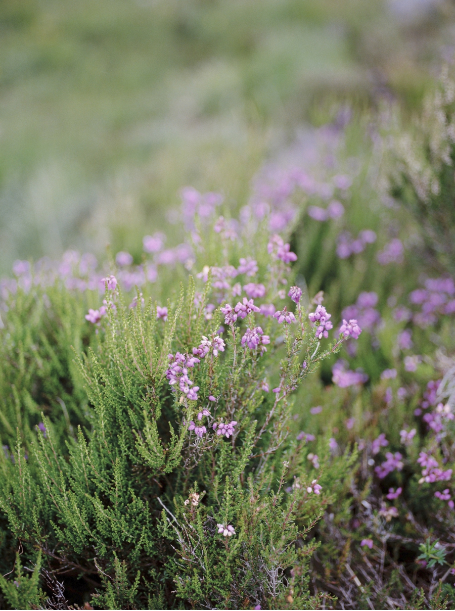 Purple-Flowers-in-Scottish-Landscape