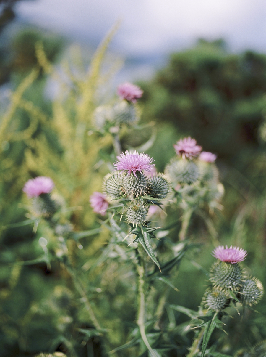 Scotch-Thistle-Film-Photograph