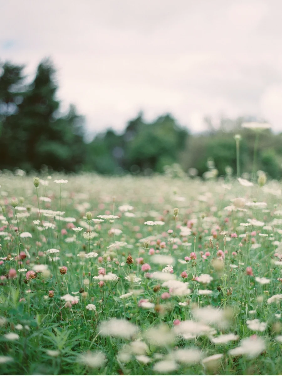 Ontario-Wildflower-Field
