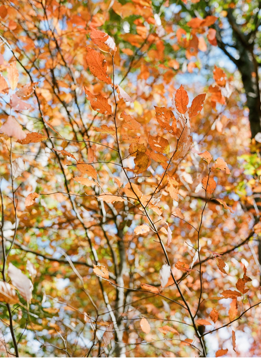 Fall-Colours-Autumn-Portrait-Shoot