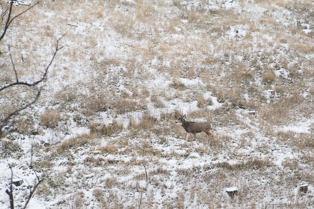 Pocatello-17.jpg