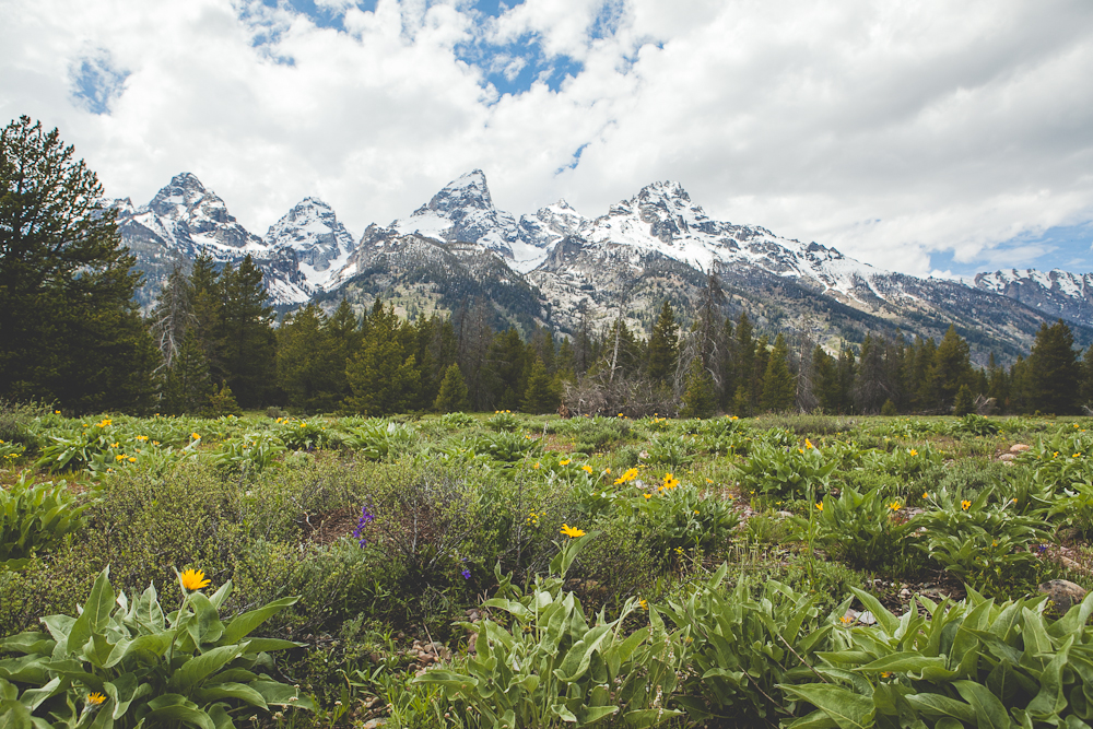 Grand Teton-11.jpg