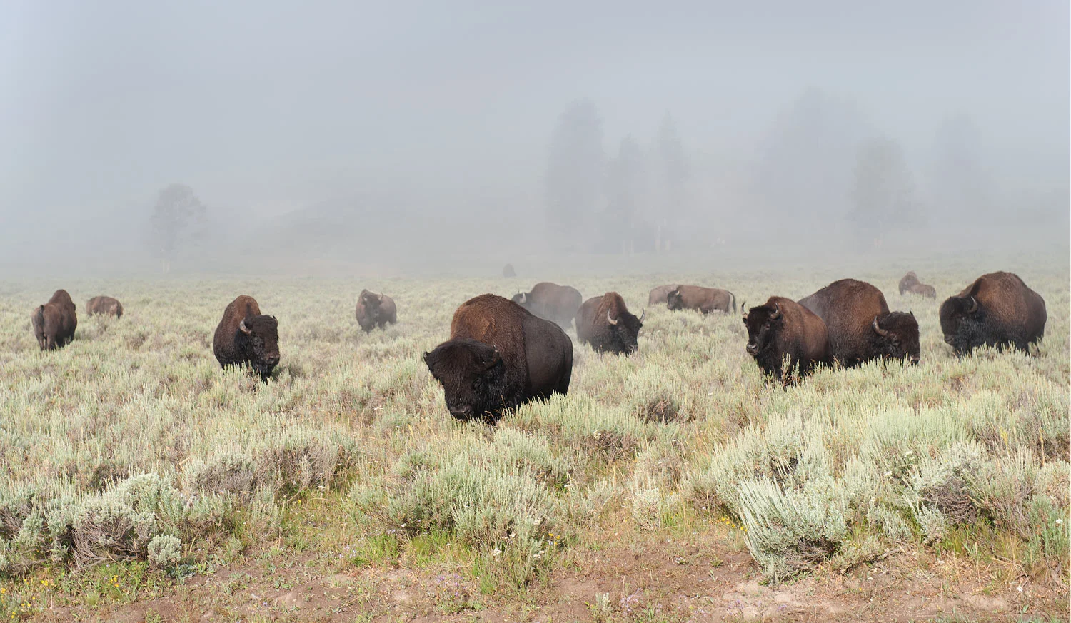 Bison grazing in early-morning fog, Hayden Valley, Yellowstone National Park