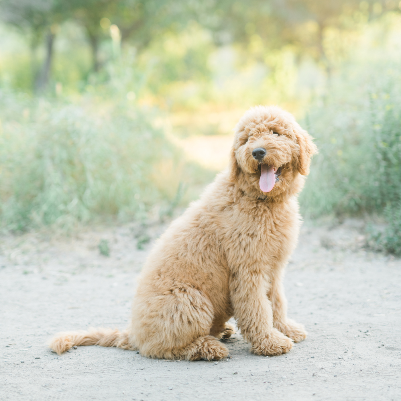 San_Juan_Capistrano_Goldendoodle_family_portrait_session_los_angeles_wedding_photographer-5.jpg