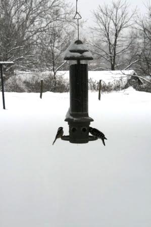 Winter 2016.jpg