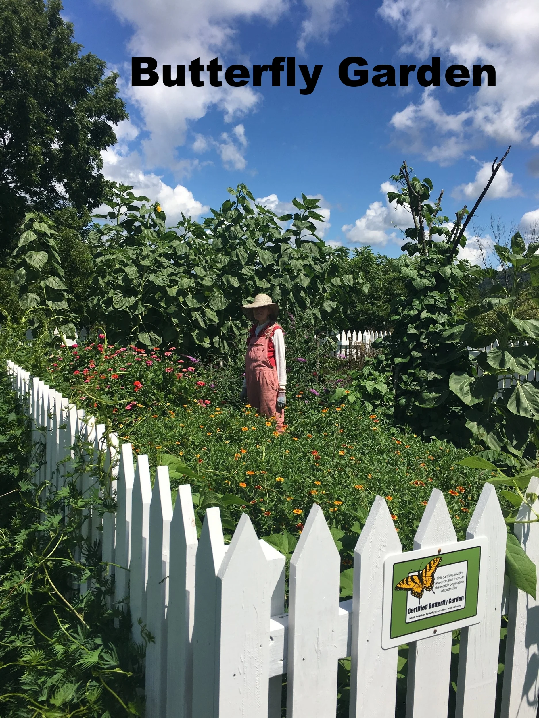 Garden August 2017.jpg