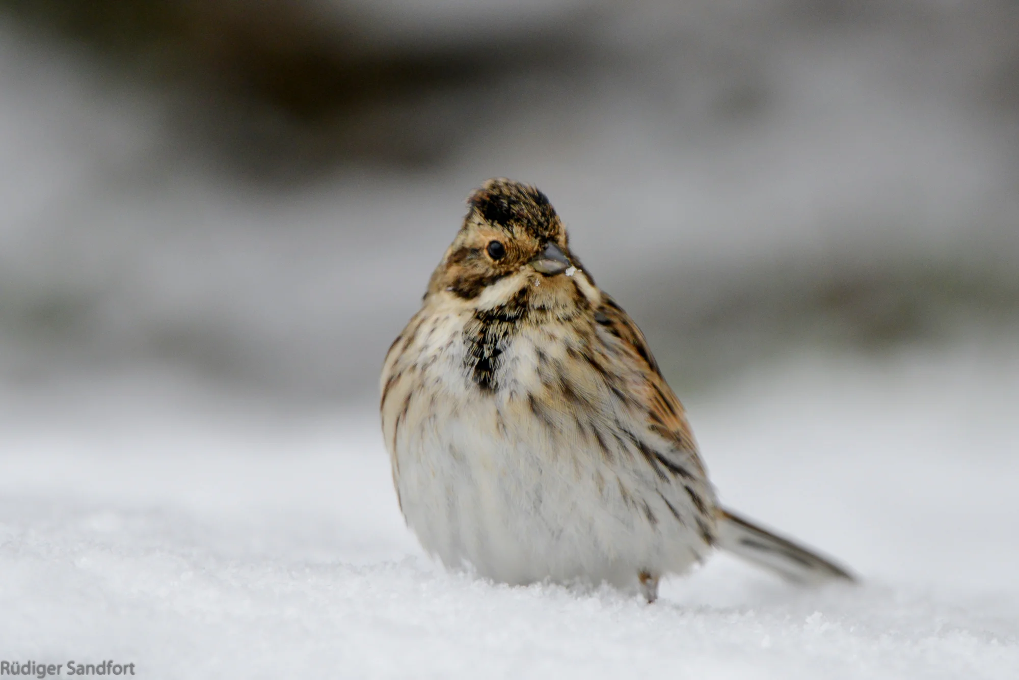 Common Reed Bunting / Rohrammer