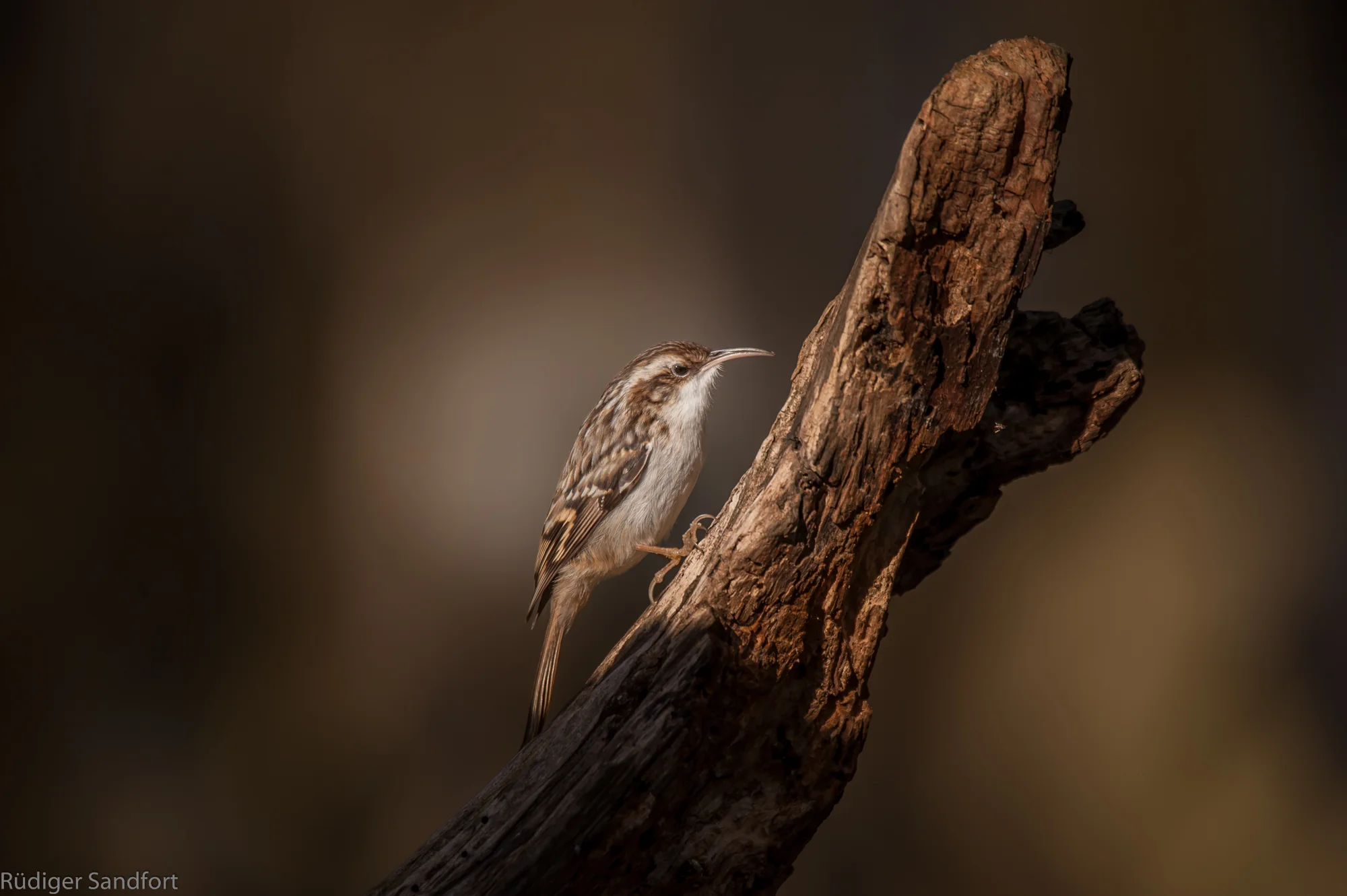 Short-toed Treecreeper / Gartenbaumläufer