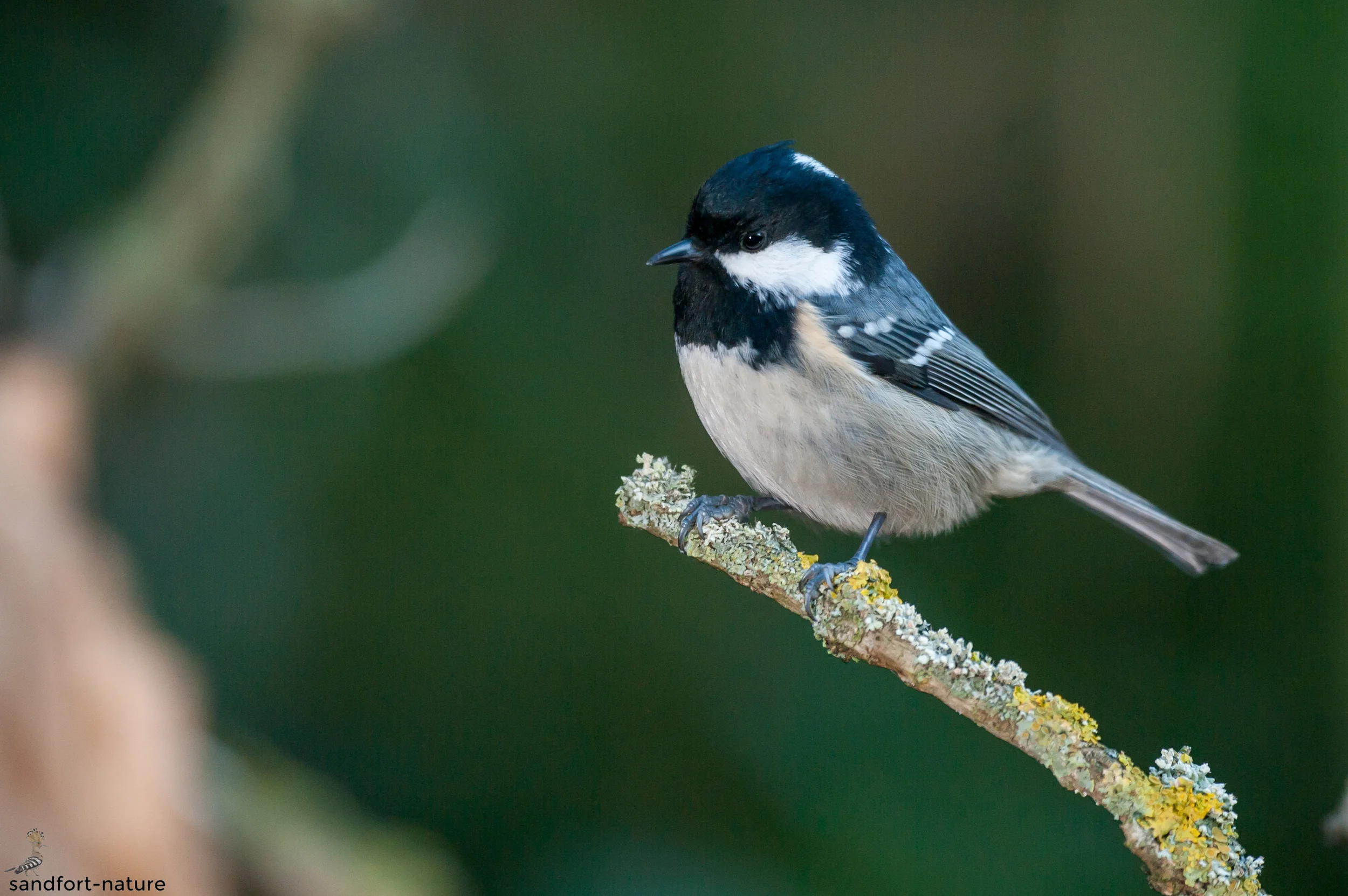 Coal tit / Tannenmeise