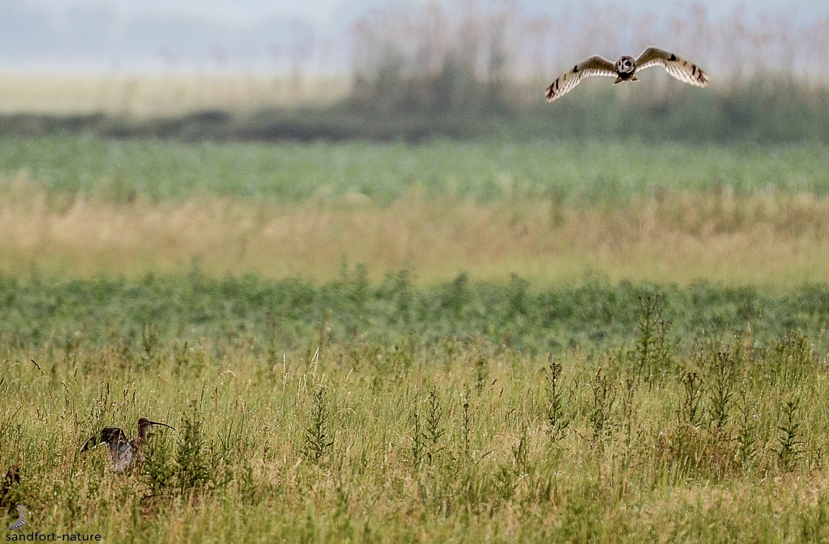 Österreich-Seewinkel-Neusiedlersee, Sumpfohreule mit Brachvogel_1-2.jpg