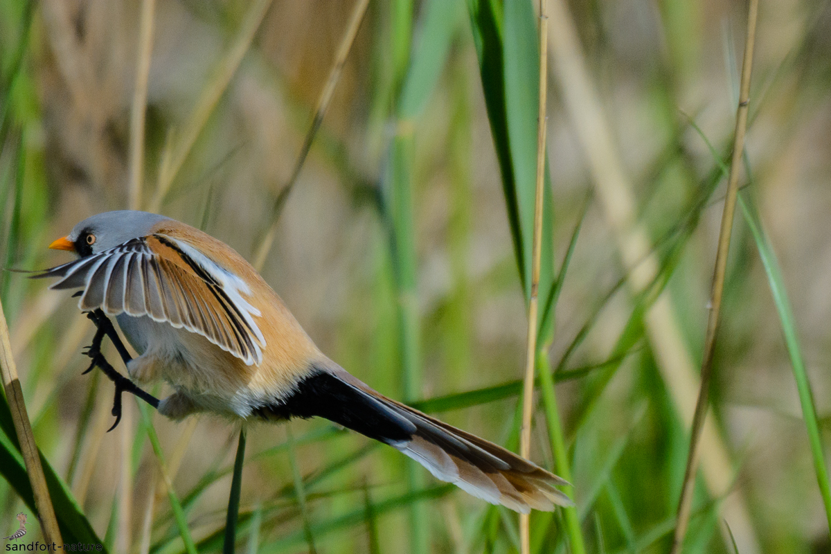 Bartmeise, Flug, Illmitz, Österreich-Seewinkel-Neusiedlersee, Vogel_1.jpg