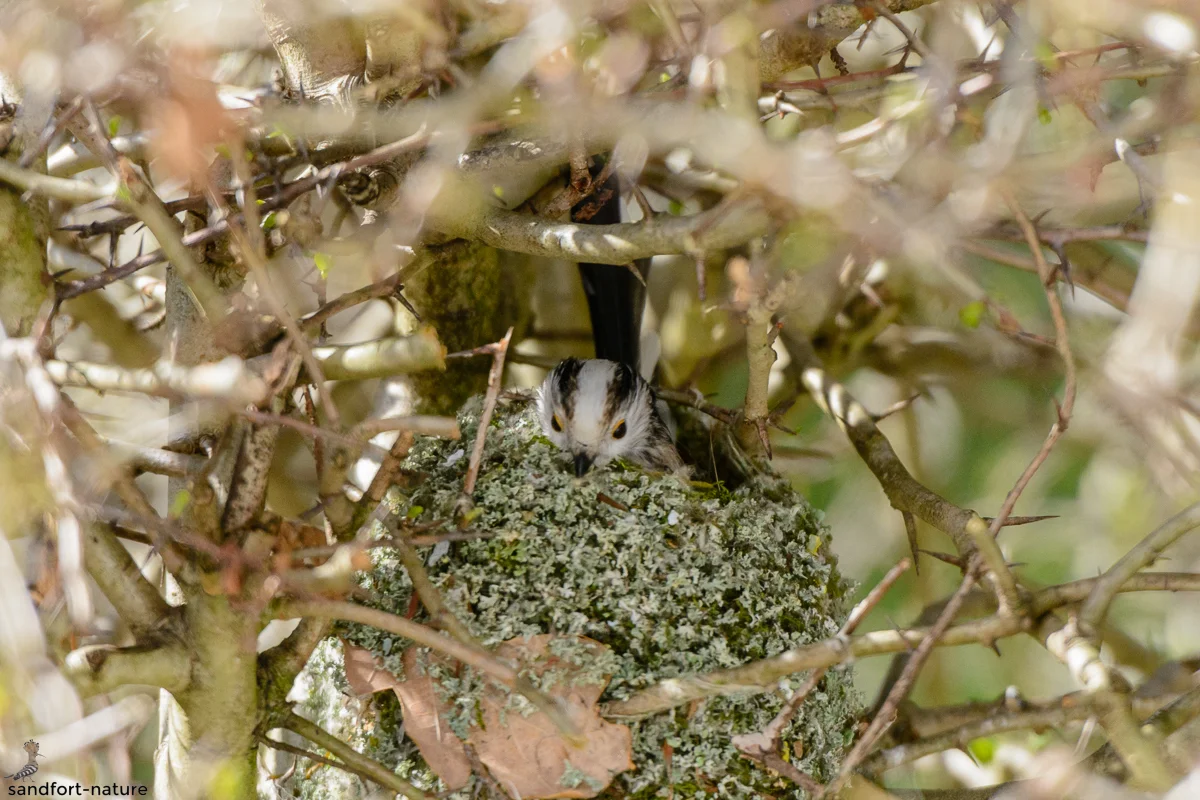 Long-tailed Tit / Schwanzmeise