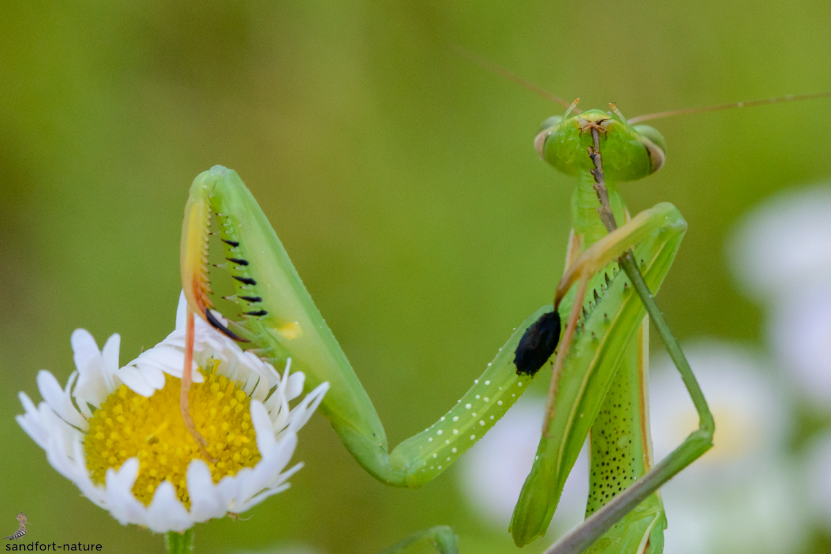 140805_15_sandfort-nature.jpg