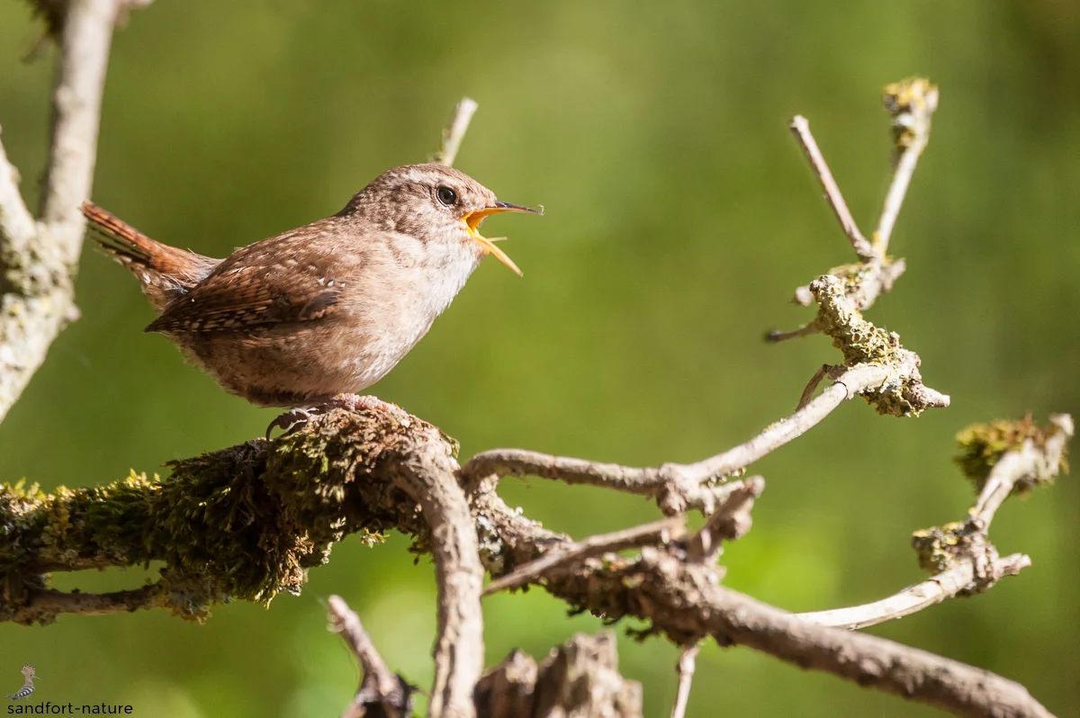 Eurasian wren / Zaunkönig