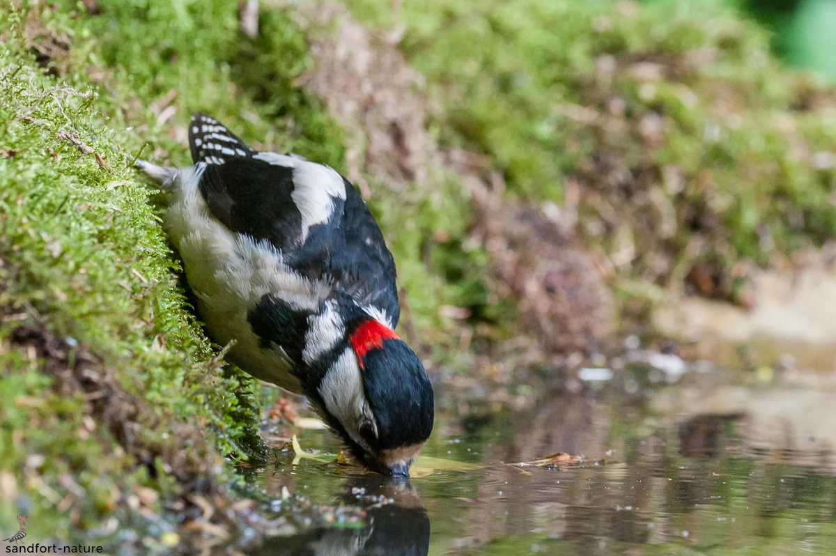 Great Spotted Woodpecker / Buntspecht