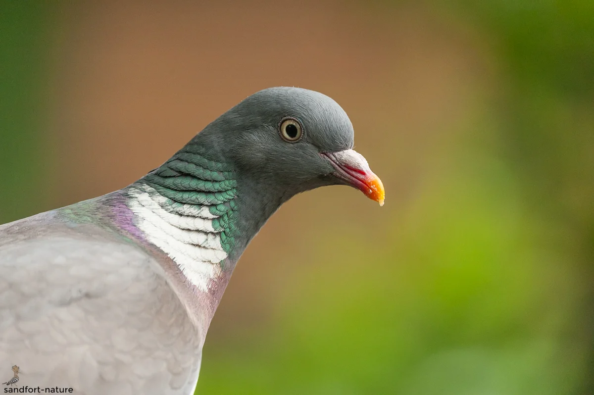Common wood pigeon / Ringeltaube