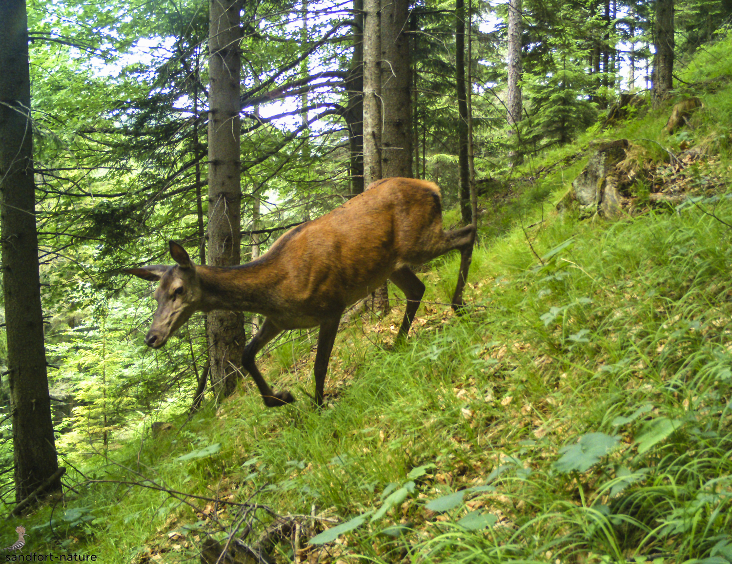 red deer hind / Rotwild Alttier