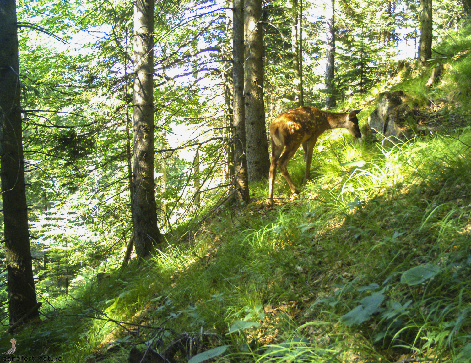 red deer calf - Rotwild Kalb