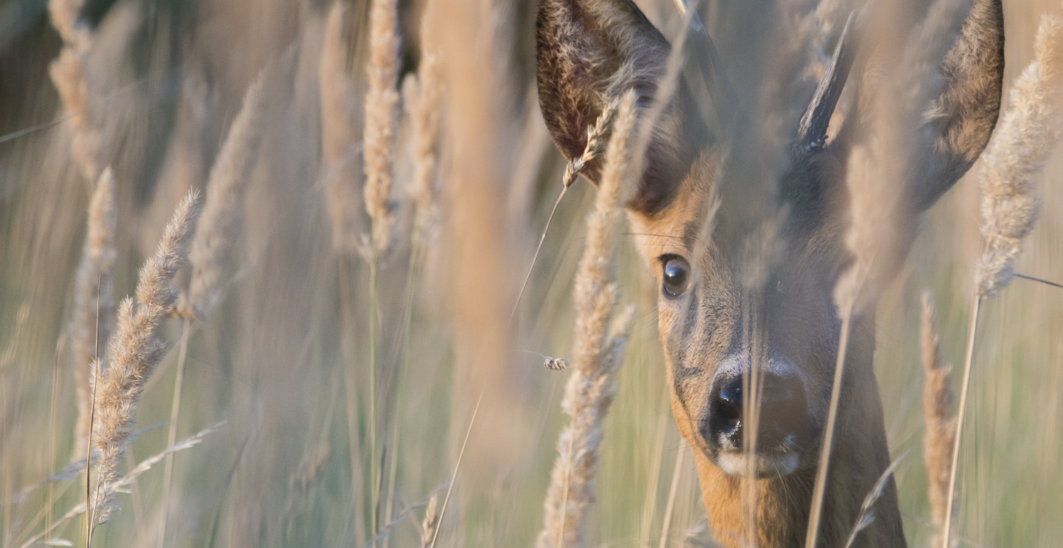 Roe deer - Rehbock