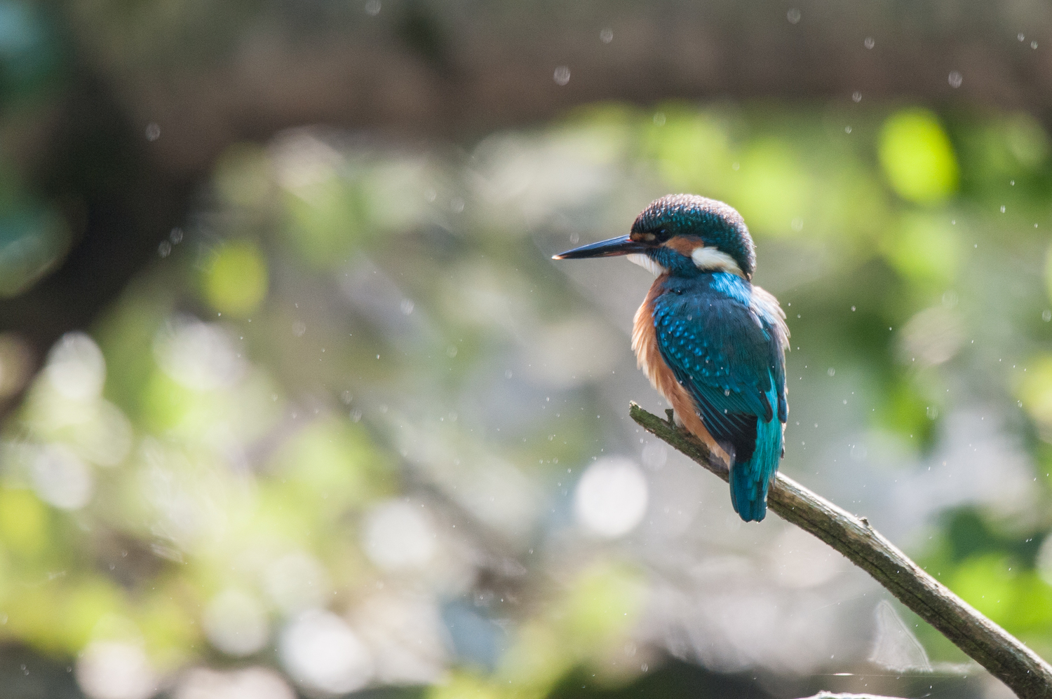 Common Kingfisher / Eisvogel